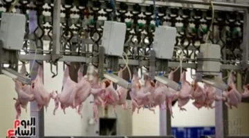 تقرير جديد أسعار الدواجن واللحوم والأسماك في سوهاج الأحد